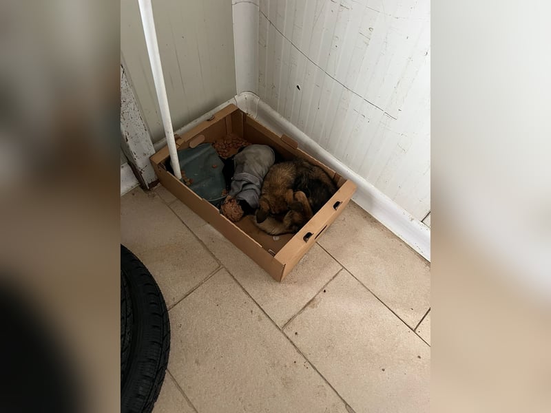 Mia - zum Sterben ausgesetzt