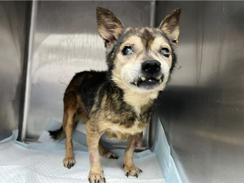 Mia - zum Sterben ausgesetzt