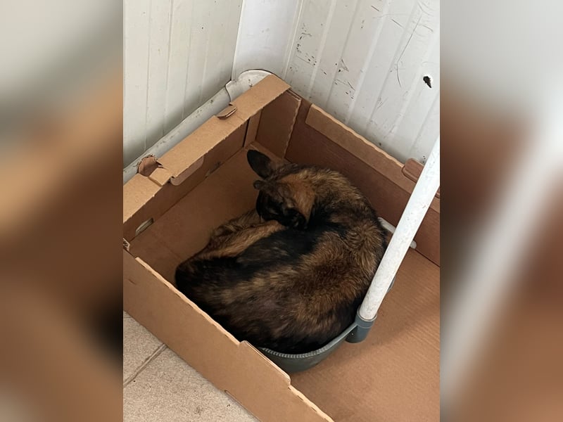 Mia - zum Sterben ausgesetzt