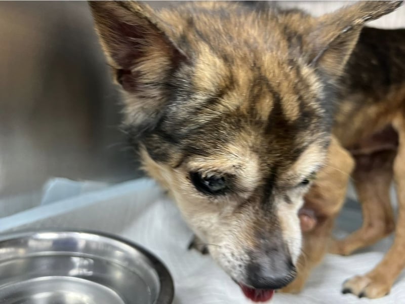 Mia - zum Sterben ausgesetzt