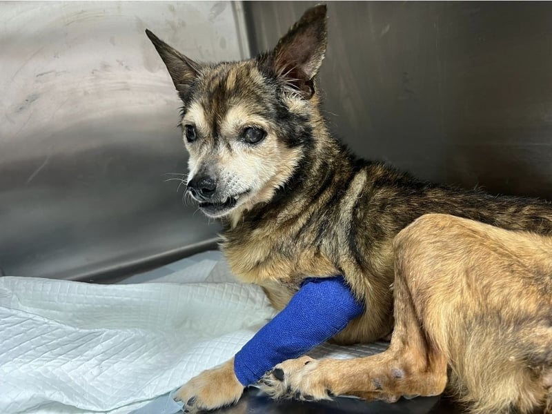 Mia - zum Sterben ausgesetzt