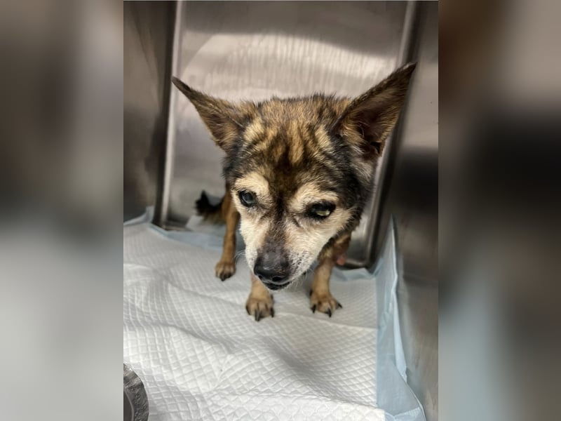 Mia - zum Sterben ausgesetzt