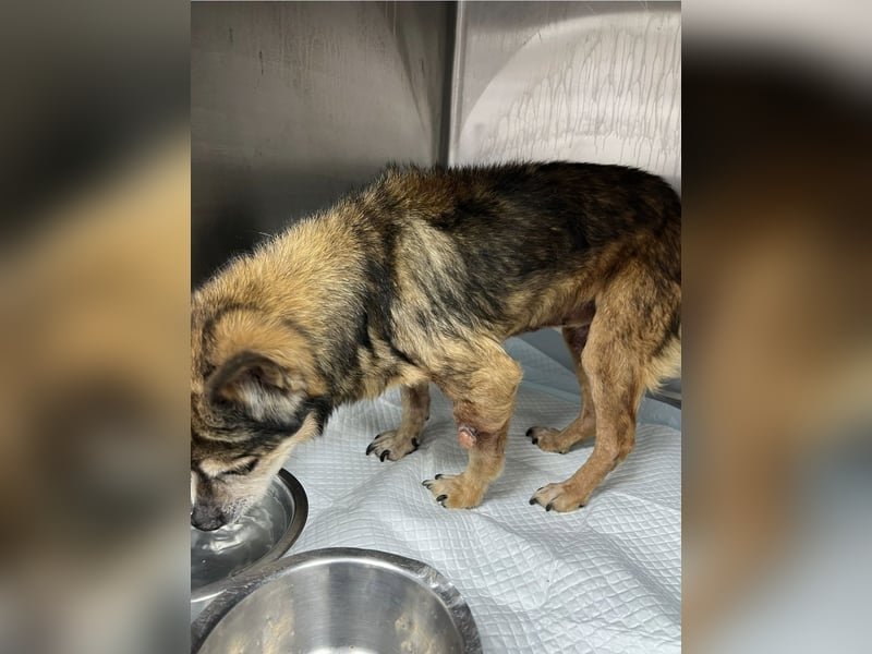 Mia - zum Sterben ausgesetzt