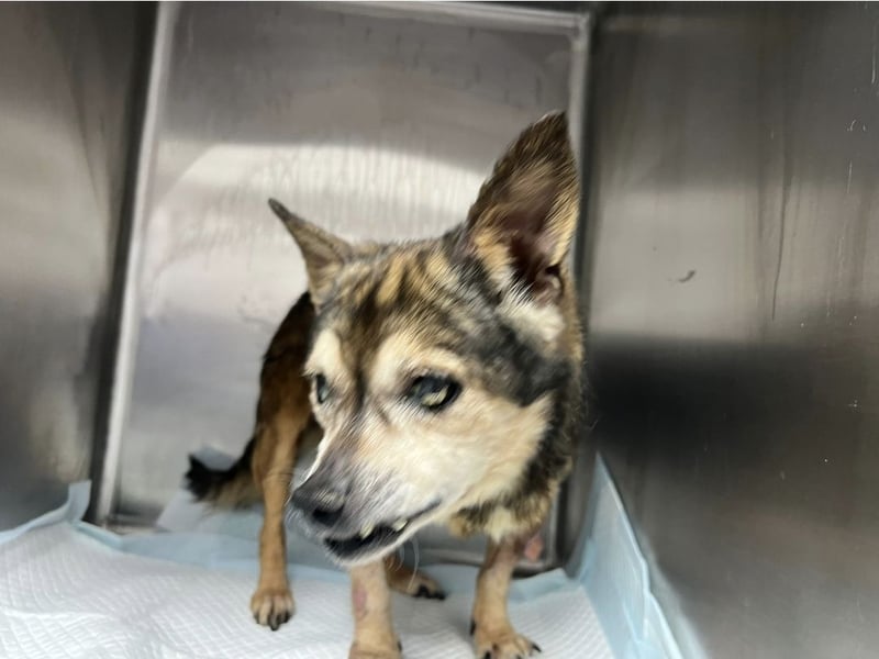 Mia - zum Sterben ausgesetzt