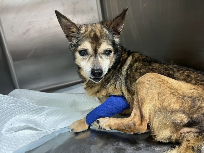 Mia - zum Sterben ausgesetzt