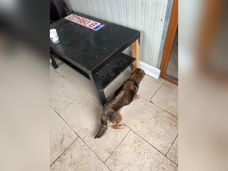 Mia - zum Sterben ausgesetzt