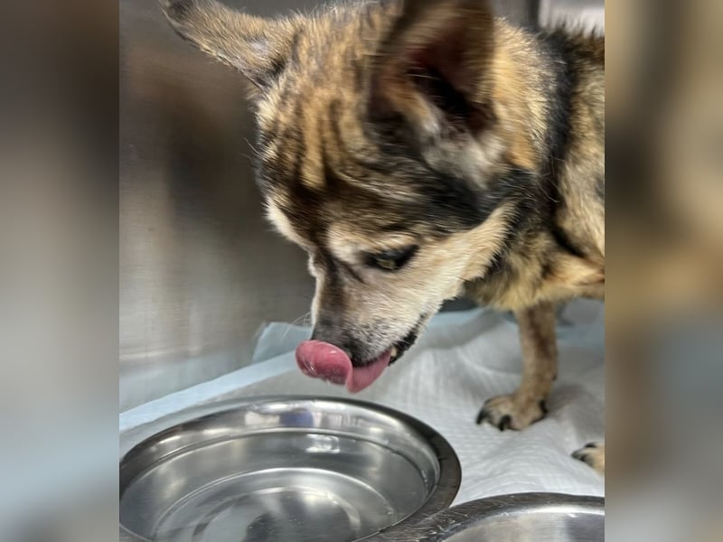 Mia - zum Sterben ausgesetzt