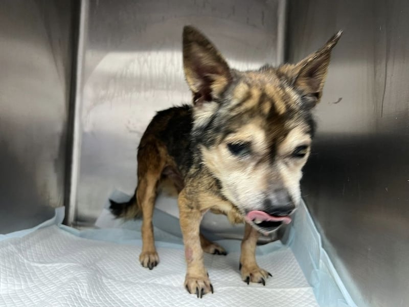 Mia - zum Sterben ausgesetzt