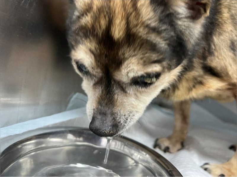 Mia - zum Sterben ausgesetzt