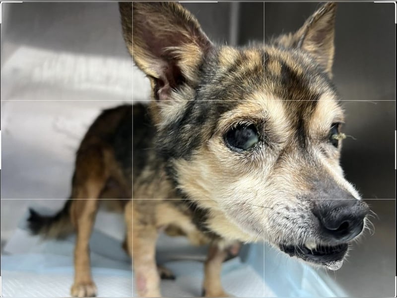 Mia - zum Sterben ausgesetzt