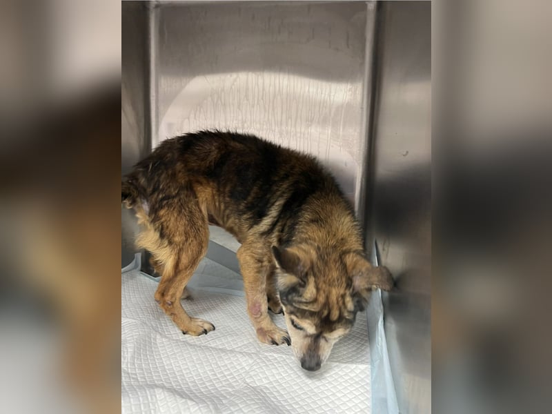 Mia - zum Sterben ausgesetzt