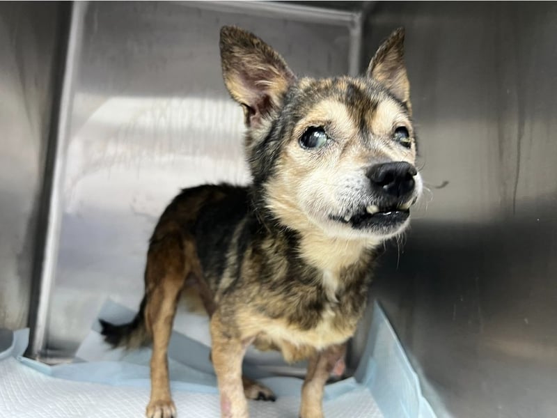 Mia - zum Sterben ausgesetzt