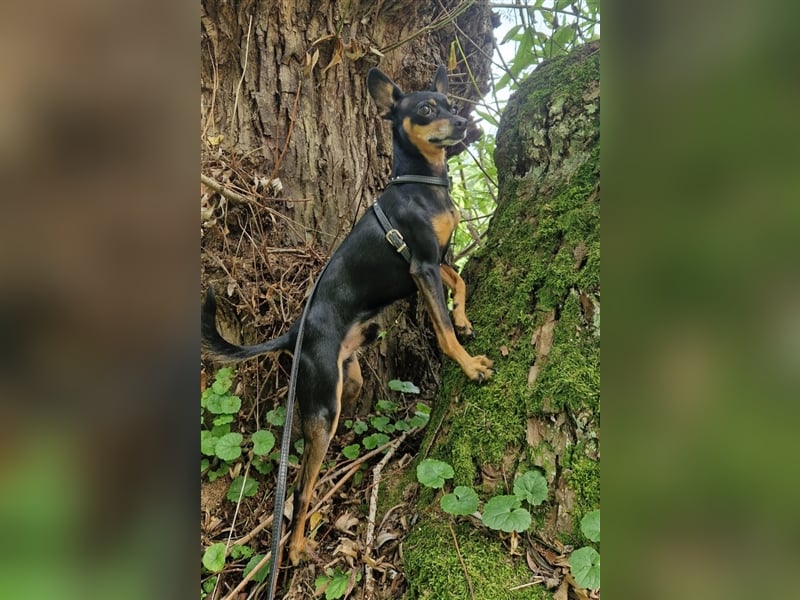 Deckrüde Prager Rattler