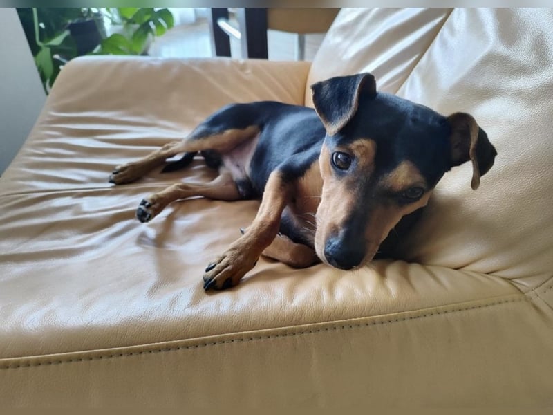 Prager Rattler Jack Russel Mix Sicht dringend neues Zuhause