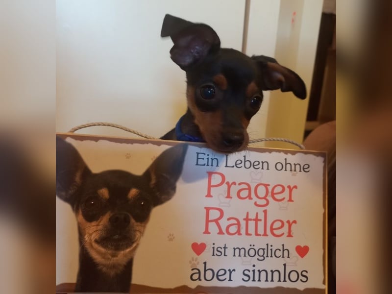 Prager Rattler Mix Welpe