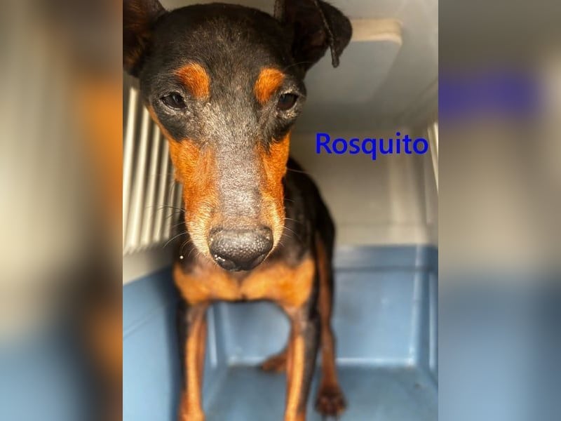 Rosquito geb. 08/2023 (ESP) - lustiger uns lebensfroher, kleiner Prager Rattler!