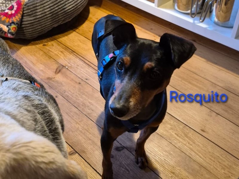 Rosquito geb. 08/2023 (in Deutschland) - lustiger uns lebensfroher, kleiner Prager Rattler!