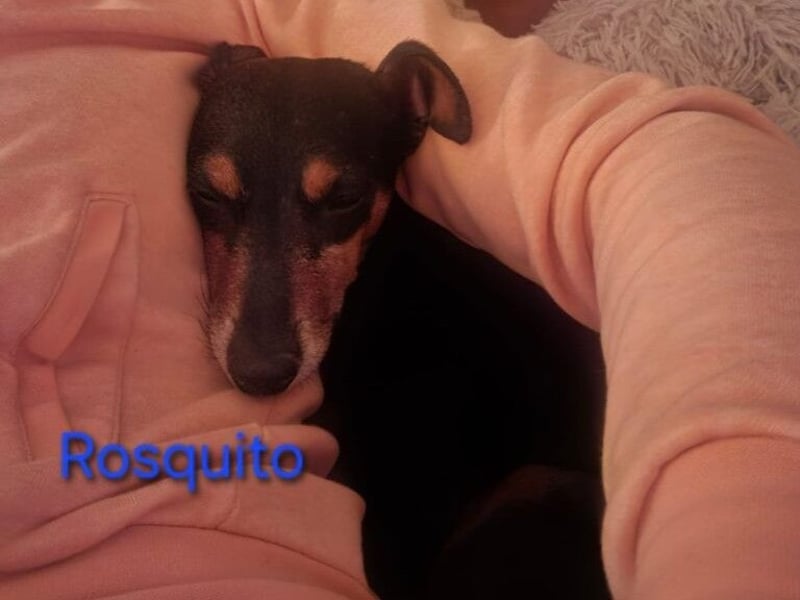 Rosquito geb. 08/2023 (in Deutschland) - lustiger uns lebensfroher, kleiner Prager Rattler!