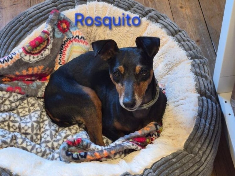 Rosquito geb. 08/2023 (in Deutschland) - lustiger uns lebensfroher, kleiner Prager Rattler!