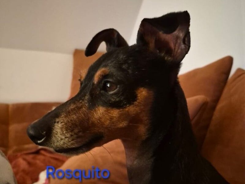 Rosquito geb. 08/2023 (in Deutschland) - lustiger uns lebensfroher, kleiner Prager Rattler!