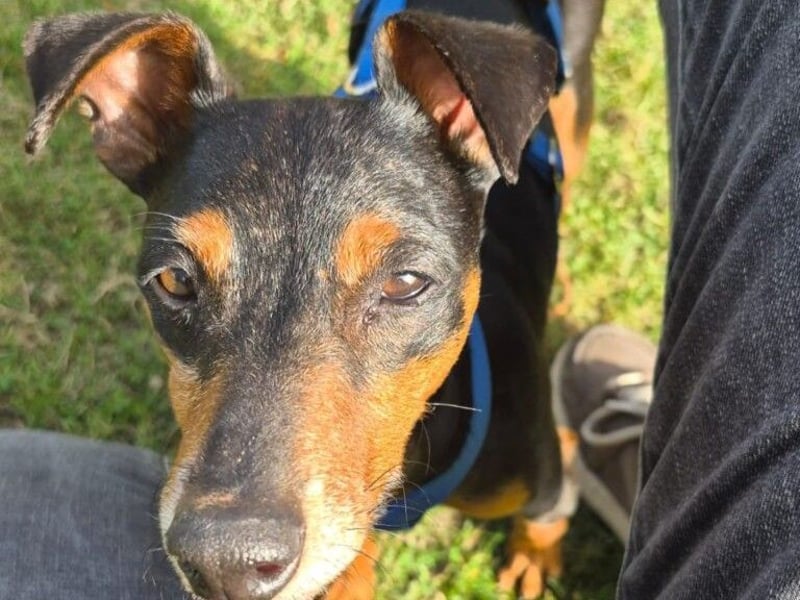 Rosquito geb. 08/2023 (in Deutschland) - lustiger uns lebensfroher, kleiner Prager Rattler!