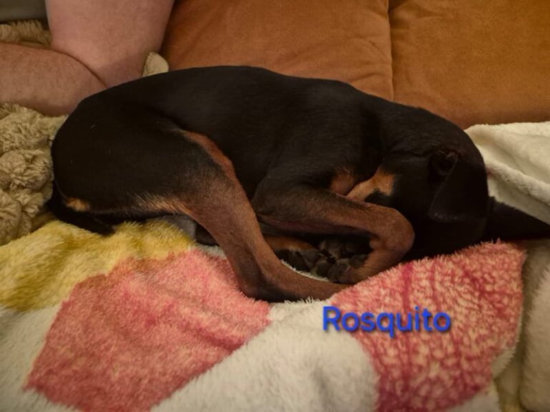 Rosquito geb. 08/2023 (in Deutschland) - lustiger uns lebensfroher, kleiner Prager Rattler!