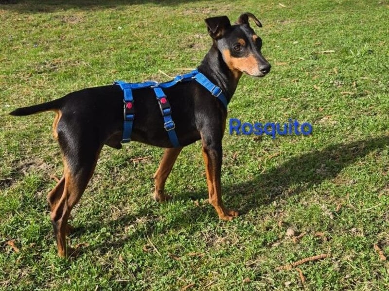 Rosquito geb. 08/2023 (in Deutschland) - lustiger uns lebensfroher, kleiner Prager Rattler!