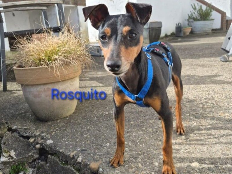 Rosquito geb. 08/2023 (in Deutschland) - lustiger uns lebensfroher, kleiner Prager Rattler!