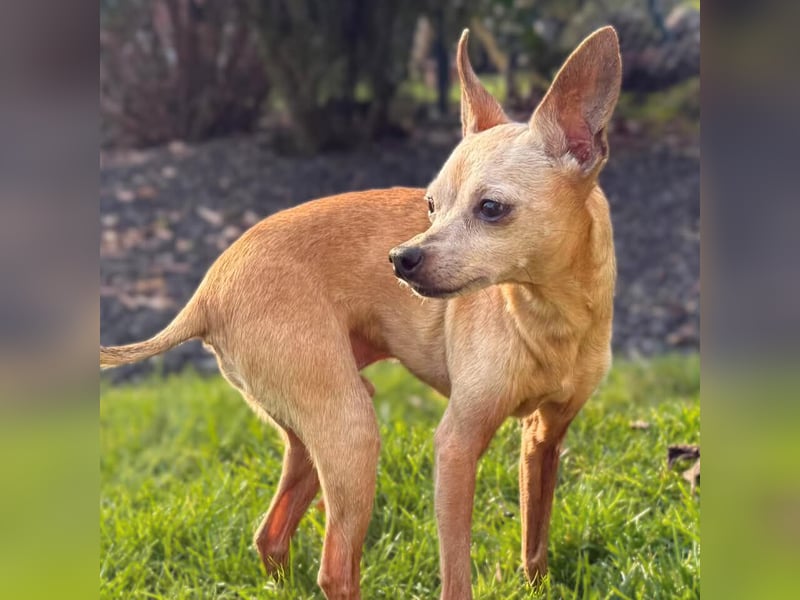 Mogli - gebt bitte Mogli eine Chance!