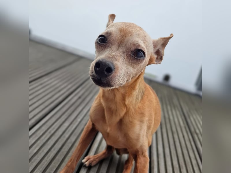 Mogli - gebt bitte Mogli eine Chance!