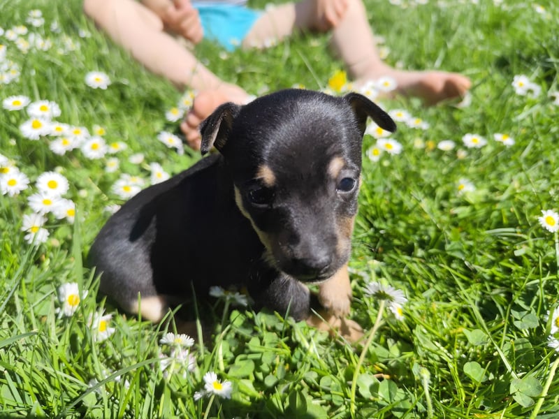 Wundervoller Prager Rattler-Welpe „Lio“ sucht liebevolles Für-immer-Zuhause ❤️