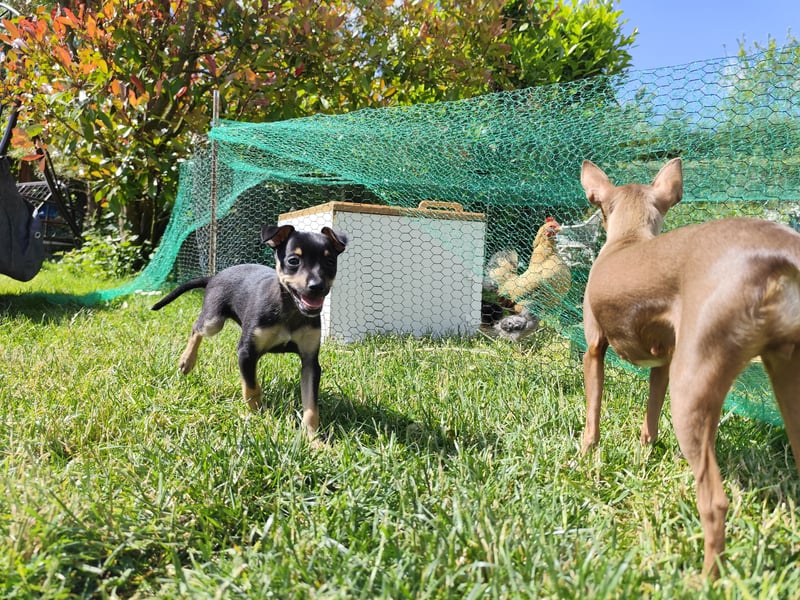 Wundervoller Prager Rattler-Welpe „Lio“ sucht liebevolles Für-immer-Zuhause ❤️