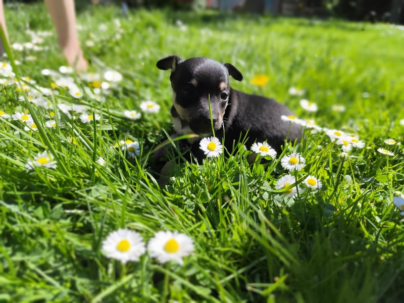 Wundervoller Prager Rattler-Welpe „Lio“ sucht liebevolles Für-immer-Zuhause ❤️