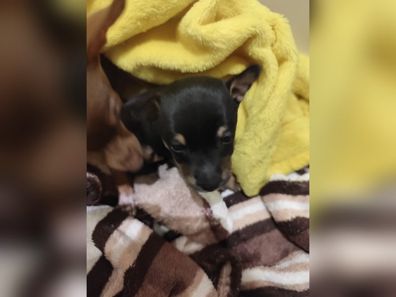 Wundervoller Prager Rattler-Welpe „Lio“ sucht liebevolles Für-immer-Zuhause ❤️