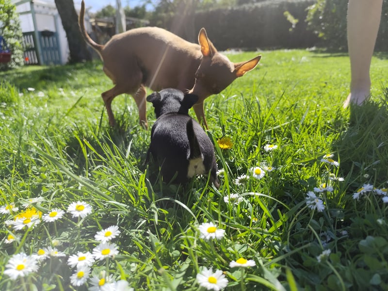 Wundervoller Prager Rattler-Welpe „Lio“ sucht liebevolles Für-immer-Zuhause ❤️