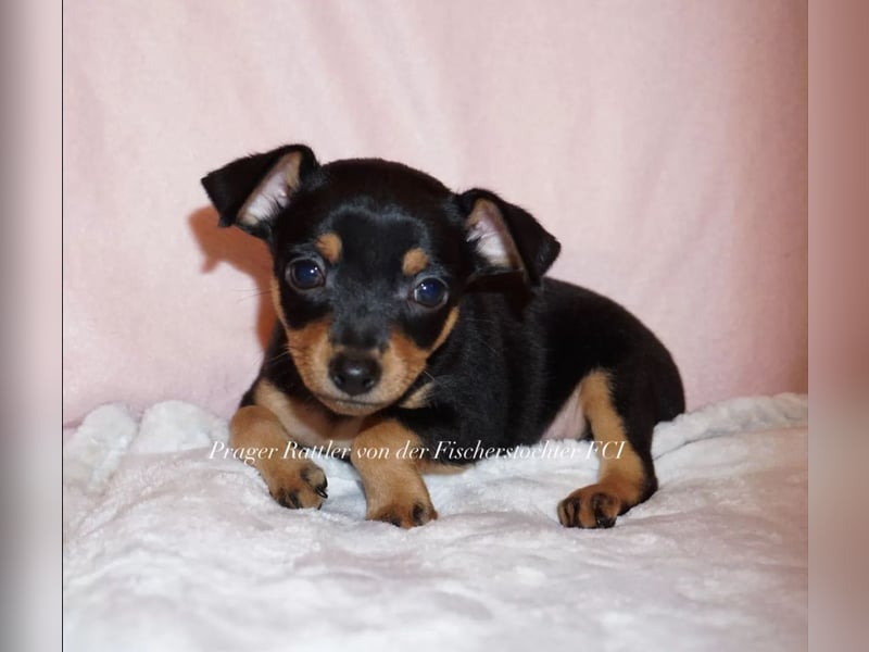 kleiner Mann mit großem Herz sucht Familie / Mutti / Papa