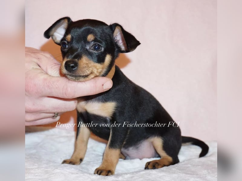 kleiner Mann mit großem Herz sucht Familie / Mutti / Papa