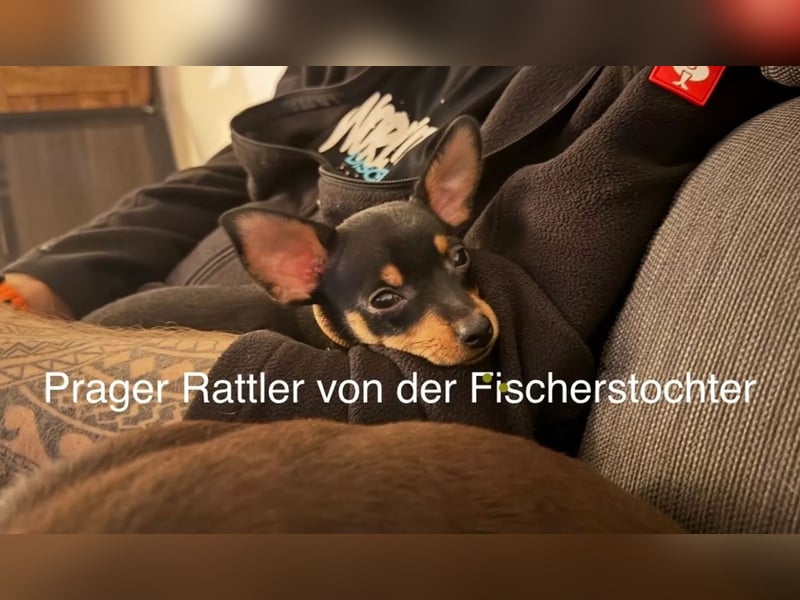 kleiner Mann mit großem Herz sucht Familie / Mutti / Papa