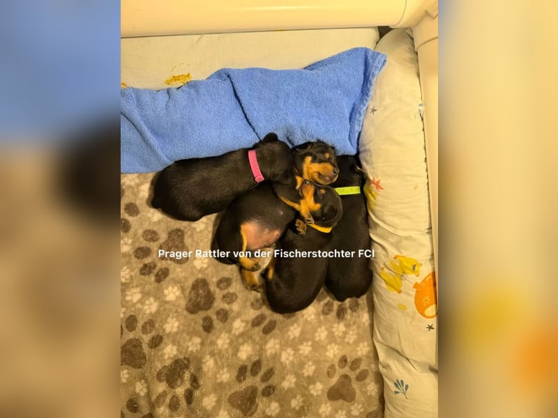 kleiner Mann mit großem Herz sucht Familie / Mutti / Papa