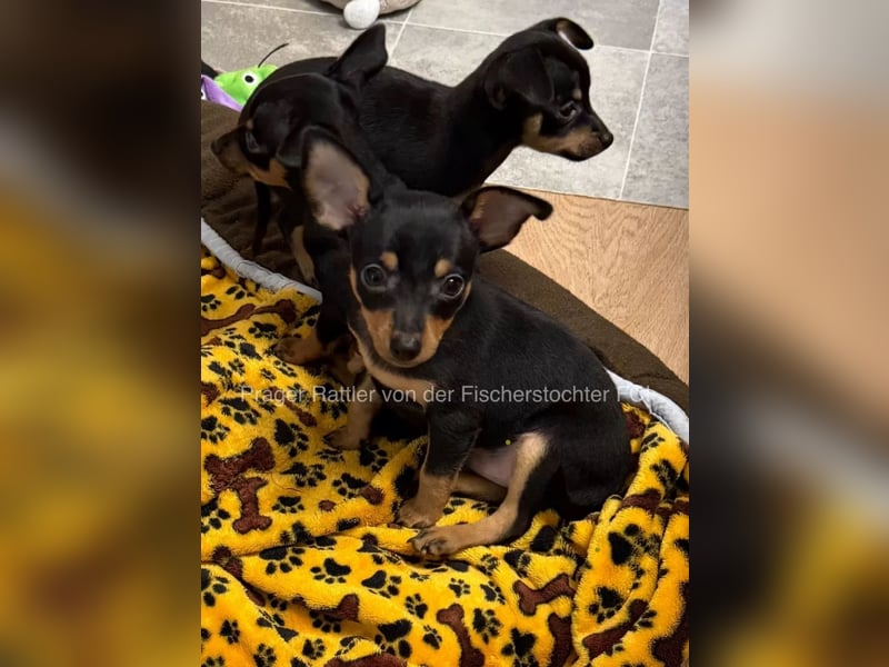 kleiner Mann mit großem Herz sucht Familie / Mutti / Papa