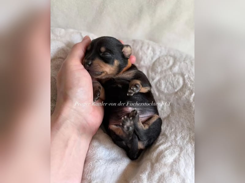 kleiner Mann mit großem Herz sucht Familie / Mutti / Papa