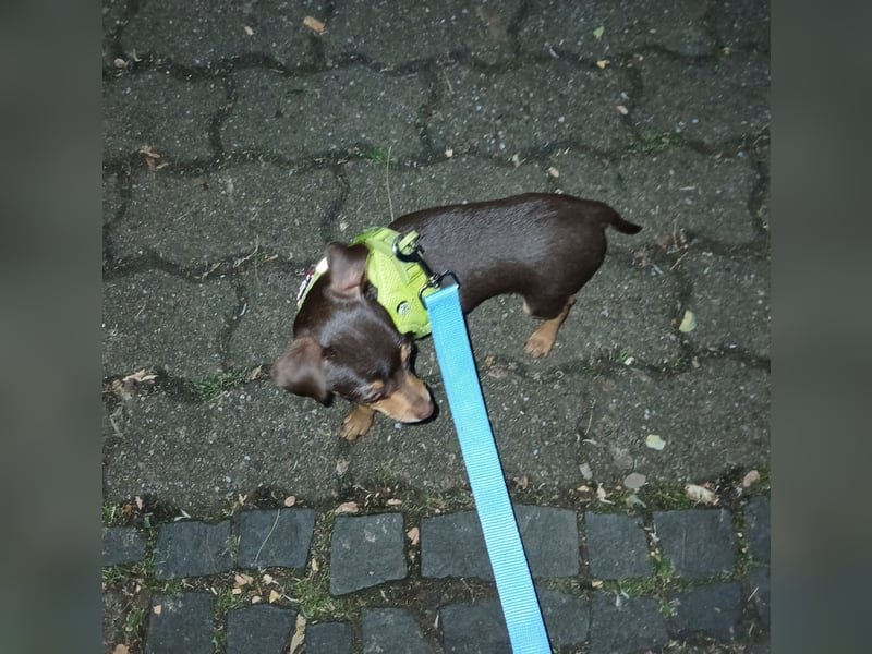 Reinrassiger Prager Rattlerwelpe