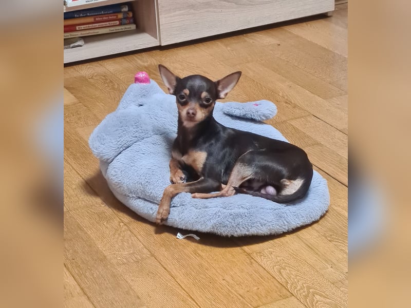 Prager Rattler/Russischer Toy Deckrüde