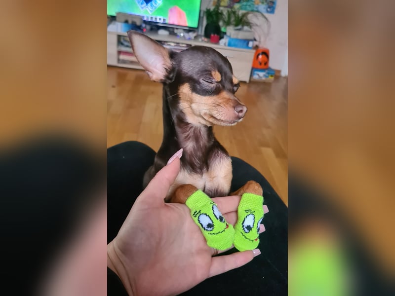 Prager Rattler/Russischer Toy Deckrüde