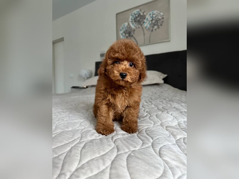 Zwergpudelwelpen abzugeben