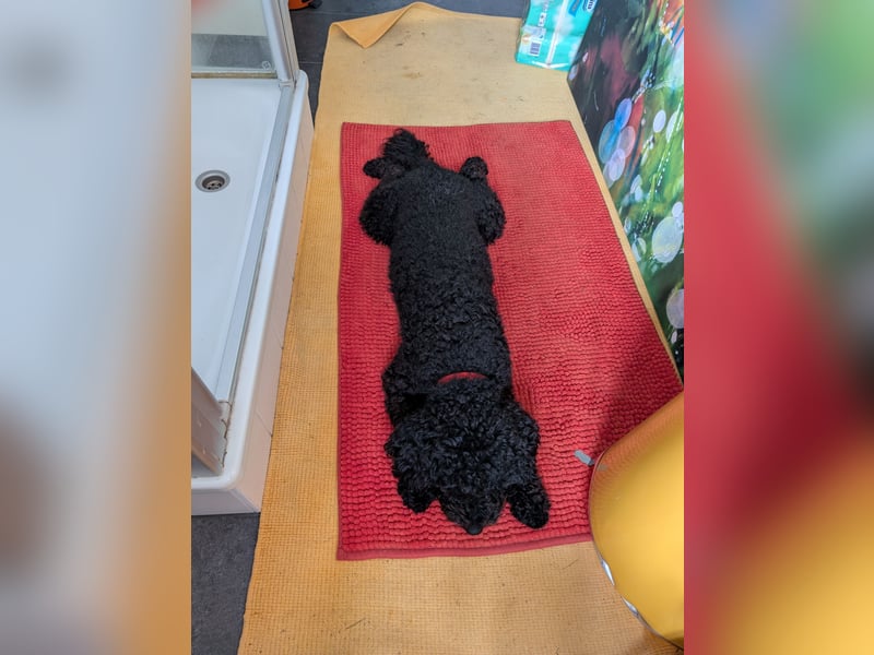 Königspudel Mädel gesucht