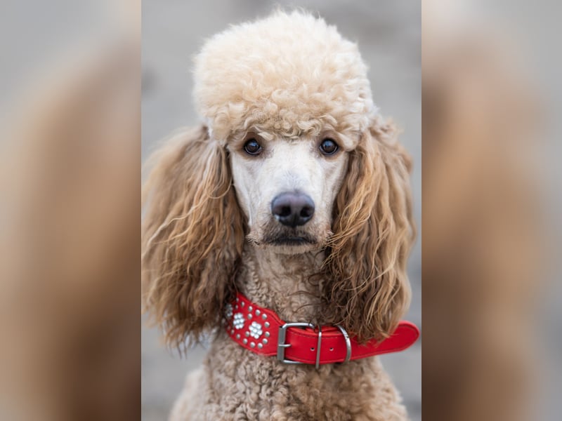 Deckrüde Heartbreaker Sulley von der Herbordsburg sucht Herzensdamen
