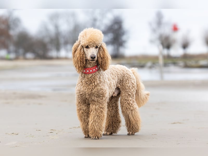 Deckrüde Heartbreaker Sulley von der Herbordsburg sucht Herzensdamen