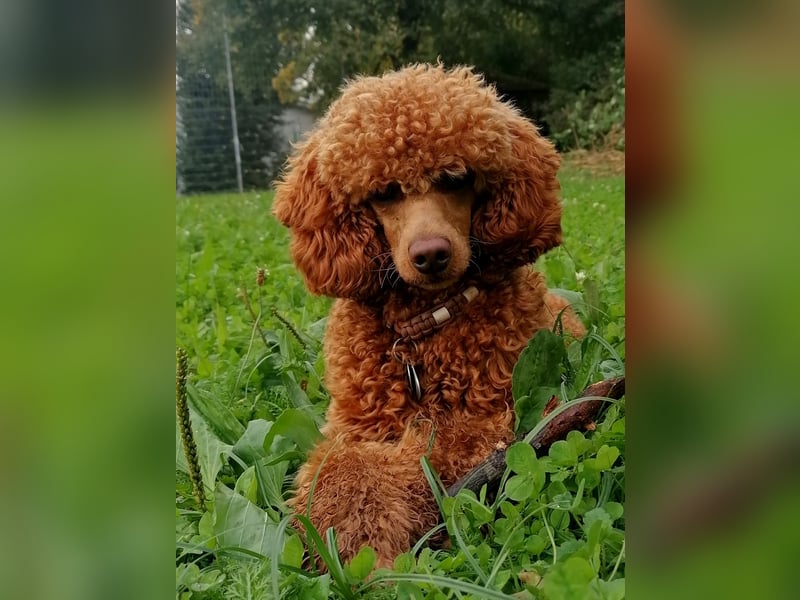 Deckrüde Kleinpudel Zwergpudel rot, vererbt auch loh, Laboklin, Intern. Champ., BEST OF SHOW, etc.