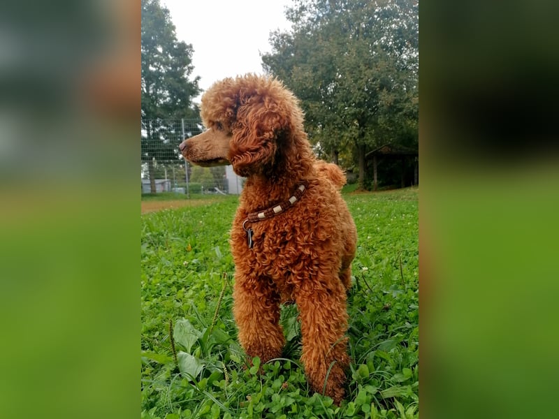 Deckrüde Kleinpudel Zwergpudel rot, vererbt auch loh, Laboklin, Intern. Champ., BEST OF SHOW, etc.